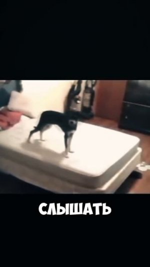 А вы замечали такое у своей собаки?