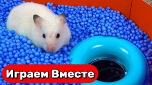 УМНЫЙ ХОМЯК И ПОДБОРКА СЛОЖНЫХ ЛАБИРИНТОВ С ЛОВУШКАМИ И МОНСТРАМИ 🐹🐹🐹