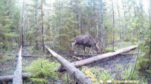 Лосиха позирует на солонце для лося