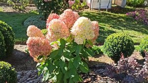 Правильно посадила, красоту получила 💁🌼🌼🌼