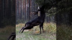 Животные.Красивый олень в лесу