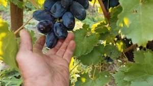 ЦЕНТАРИОН.КРУПНОПЛОДНИК.КАЛУГИНА В.М.