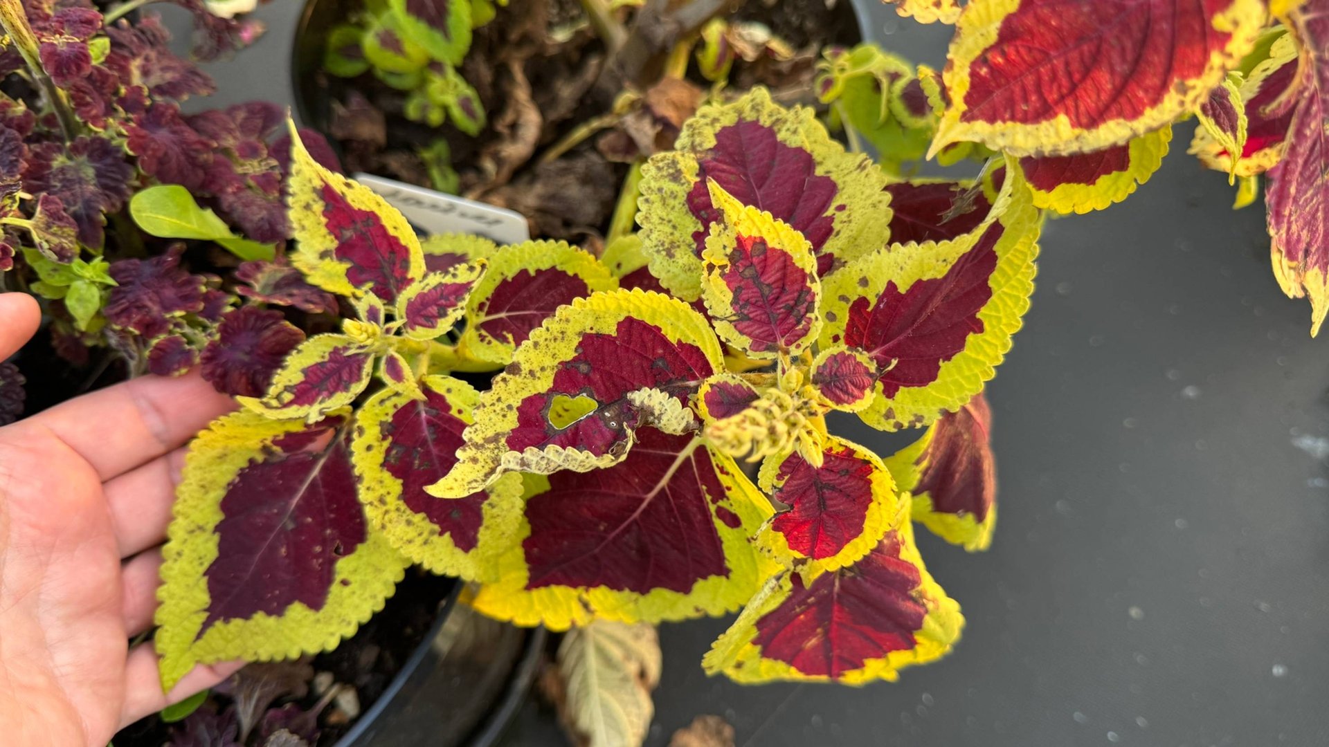 КАК ЛЕГКО СОХРАНИТЬ КОЛЕУСЫ до ВЕСНЫ, Обязательно сделайте так с колеусами осенью смотреть онлайн