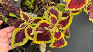 КАК ЛЕГКО СОХРАНИТЬ КОЛЕУСЫ до ВЕСНЫ, Обязательно сделайте так с колеусами осенью