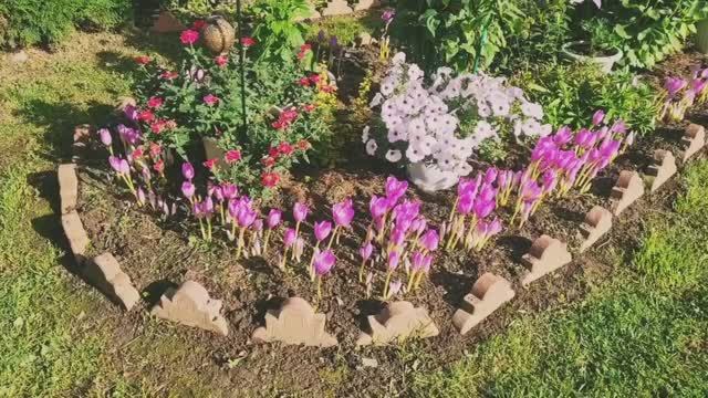 Дача!🏡Красивая осенняя клумба!🍁🍂🍁Ленобласть 19.09.25г. смотреть онлайн