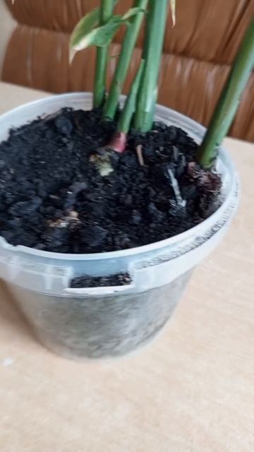 Дубль 2. Продолжение.Выращиваем имбирь на подоконнике.