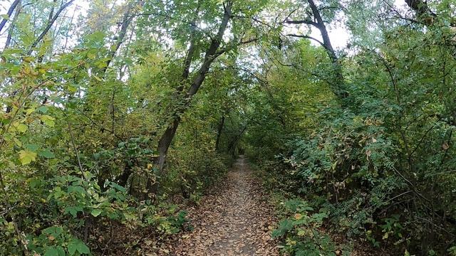 ПРОГУЛКИ ПО ОМСКУ. Я В ОСЕННЕМ ЛЕСУ.... смотреть онлайн