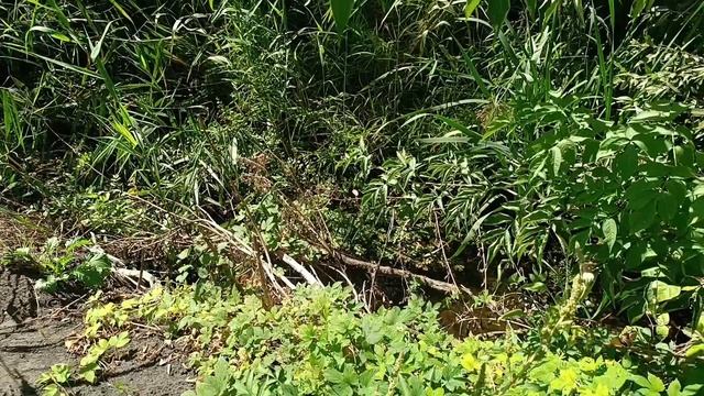 Потихоньку переезжаем. Перевезли кошек и кур. смотреть онлайн