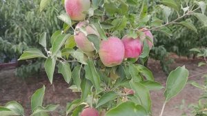 яблоня Кандиль Синап