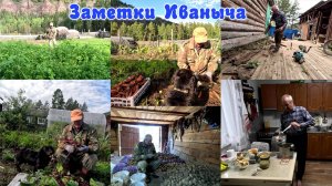 Урожай 2025 - морковка, свёкла и картошка