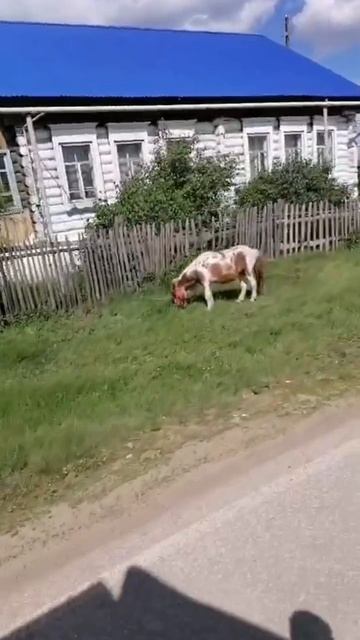 конек горбунек