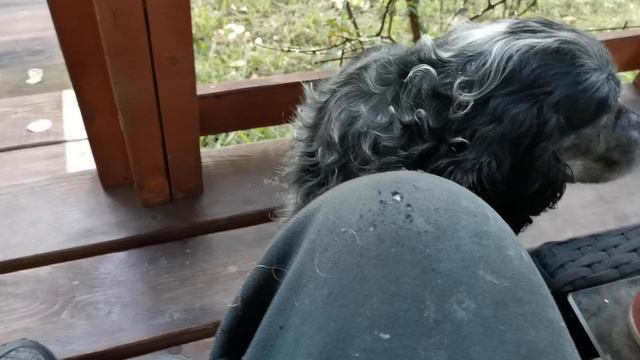 СОЧИ ГОРНОЕ ЛОО УТРО 20.09.2025 смотреть онлайн