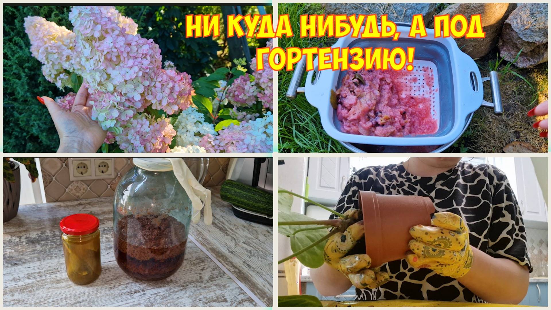 Лучшая подкормка гортензиям! Вино и настойка весёлки. Разобрал колхоз. Пересадила Антуриум смотреть онлайн