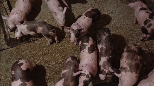 продажа поросят пьетрен