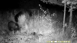 Медведица с тремя медвежатами в лесу. Животные дикой природы смотреть онлайн