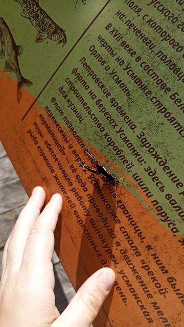 Общительная бабочка в заповеднике