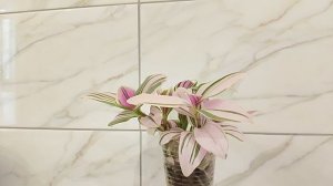 Печник ждал не такого. Страница надежды