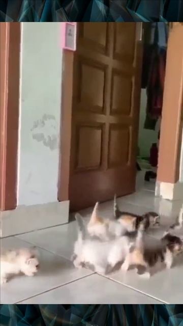 Котята смотреть онлайн