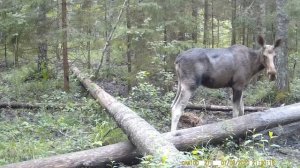 Лосиха на солонце для лося эпизод №3