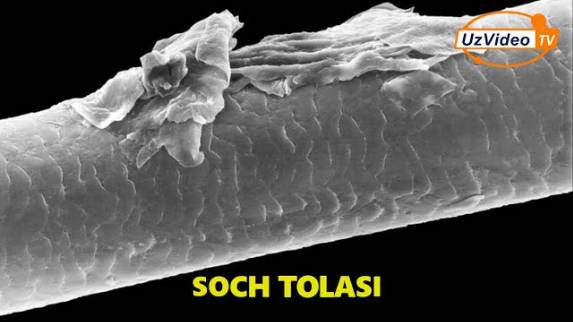 Tana A’zolari Mikroskop Ostida Qanday Ko‘rinadi ___