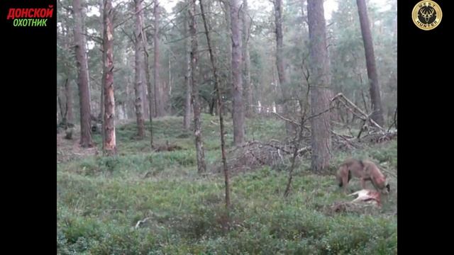 Охота на косулю - Волк задрал косулю смотреть онлайн