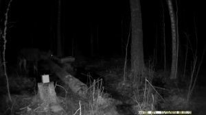 Лоси в лесу начинают подходить к солонцу|Лось(сохатый) на солонце