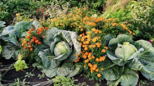 Большой огород в деревне на 19 сентября собираю урожай! Бабье лето в Сибири.