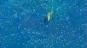 Покой.  Музыка Сергея Чекалина. Peace. Music by Sergei Chekalin