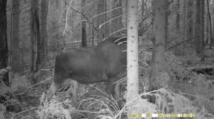 Как Дикий Лось находит фотоловушку в лесу|Дикий мир