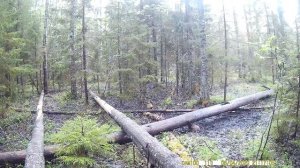 Заяц русак притаился на солонце для лося
