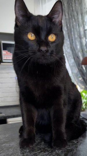 Тунг тунг тунг Сахур звонит мне 🙀