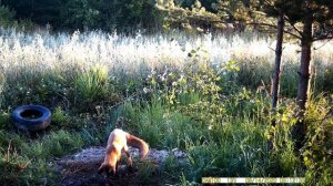 Дикая лиса в лесу. Лиса смотреть в лесу.