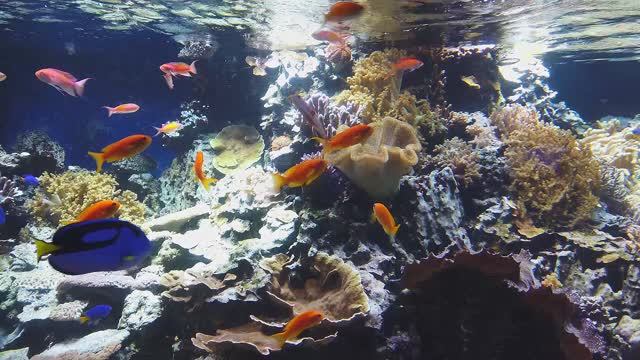 Питомцы Москвариума. Коралловый риф. смотреть онлайн