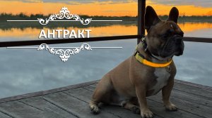 Всё о французском бульдоге Феде. Антракт
