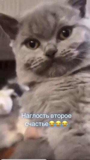 Смешные Коты🤣