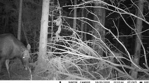 Как говорят животные в нашем лесу.Лоси разговаривают друг с другом.Чем же питаются лоси на солонце?