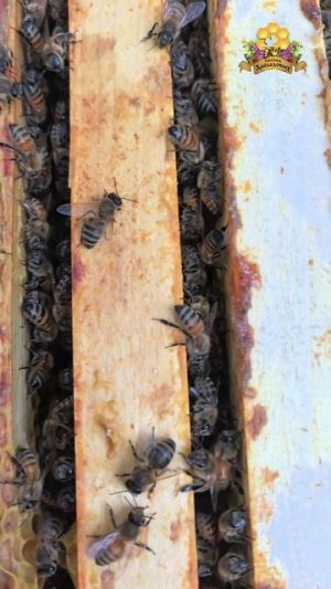 Отводок F1 от B9(DSA)23