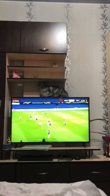 Коты и хаос