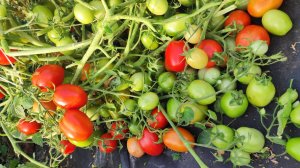 Этот Томат сам растет, не ухаживаю, очень урожайный, хранится до нового года