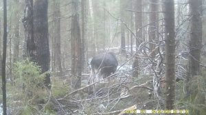 Дикий лось ест осину на солонце