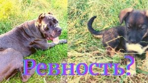 Кане корсо и другие животные.как уживаются бойцовские собаки.