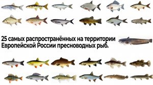 25 самых распространённых на территории Европейской России пресноводных рыб.
