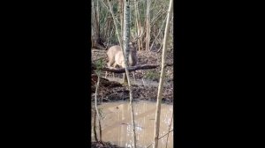 Олень в лесу на солонце. Дикий олень пробует недавно изготовленный солонец.