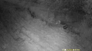 Кабан на кормушке в лесу | Ночная съемка