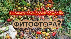 Помидоры на помойку.Потери урожая.