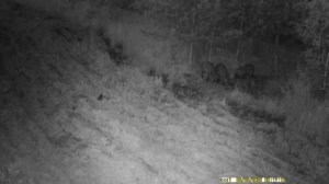 Дикие Кабаны на кормушке ужинают в лесу