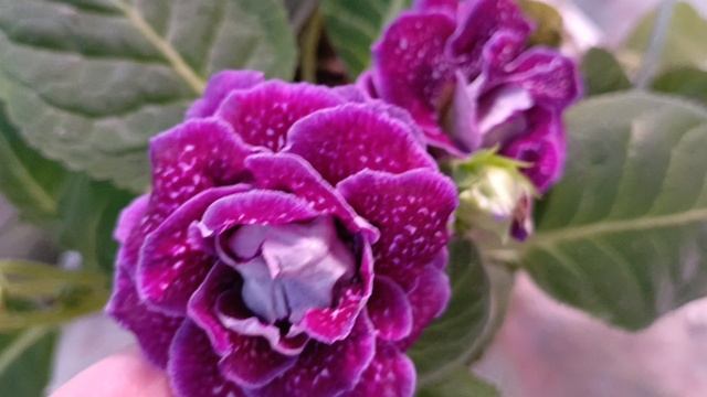 Цветение моих глоксиний на сегодняшний день ☺радуют девочки 🌹 смотреть онлайн