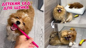 Мой щенок МАЛЬТИПУ ❤️ ХОДИТ в ДЕТСКИЙ САД 🥰