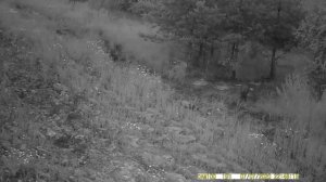 Лиса и кабан на кормушке (часть 2)