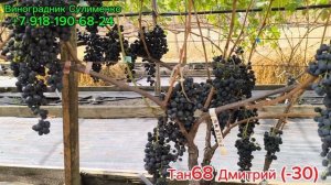 Обзор тёмноягодных технических сортов винограда на 15.09.25г.